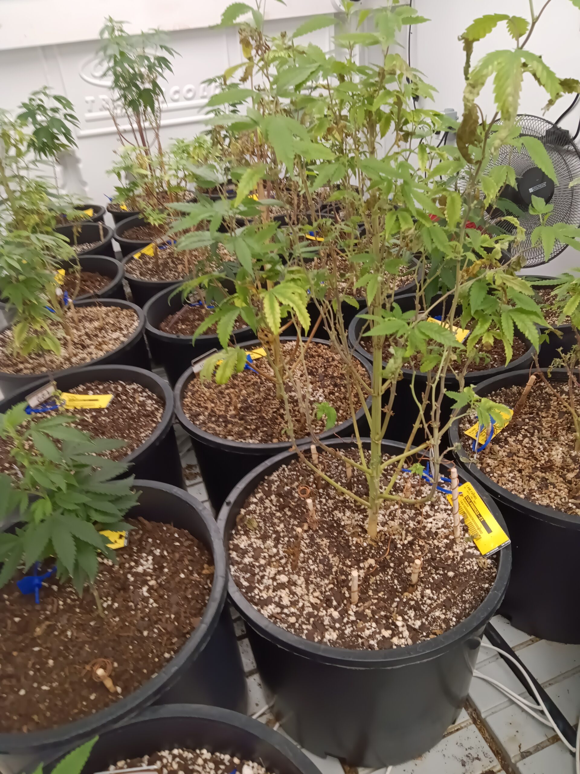 IMG_Cannabis-6